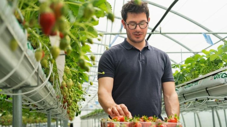 Guillaume Beaudoin en train de ranger des fraises dans des barquettes sous la serre en hydroponie